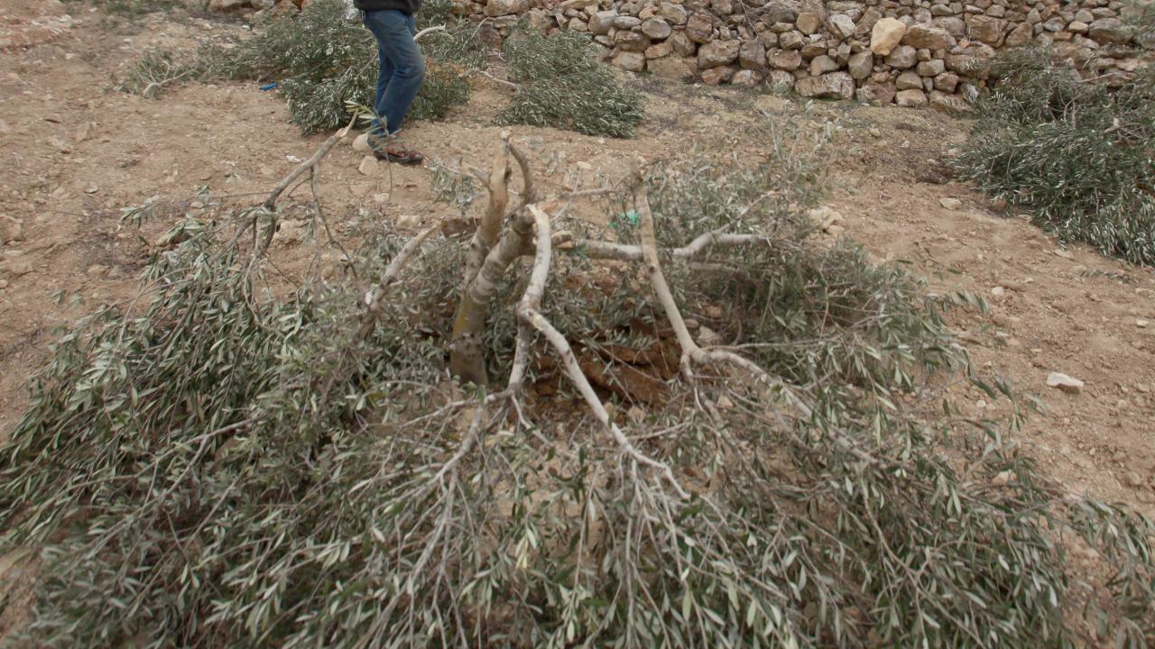 Batı Şeria'da zeytin hasadına yerleşimci saldırısı: Gazeteci yaralandı