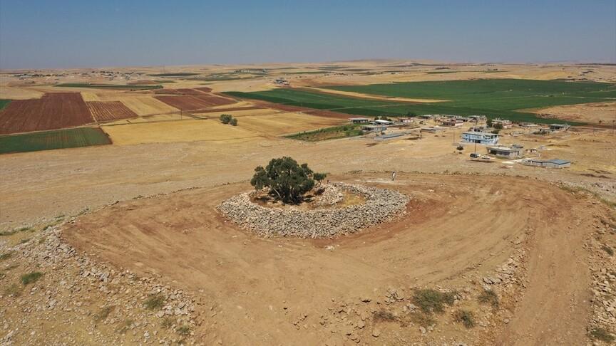 Şanlıurfa'da 13 asırlık zeytin ağacı meyve vermeyi sürdürüyor
