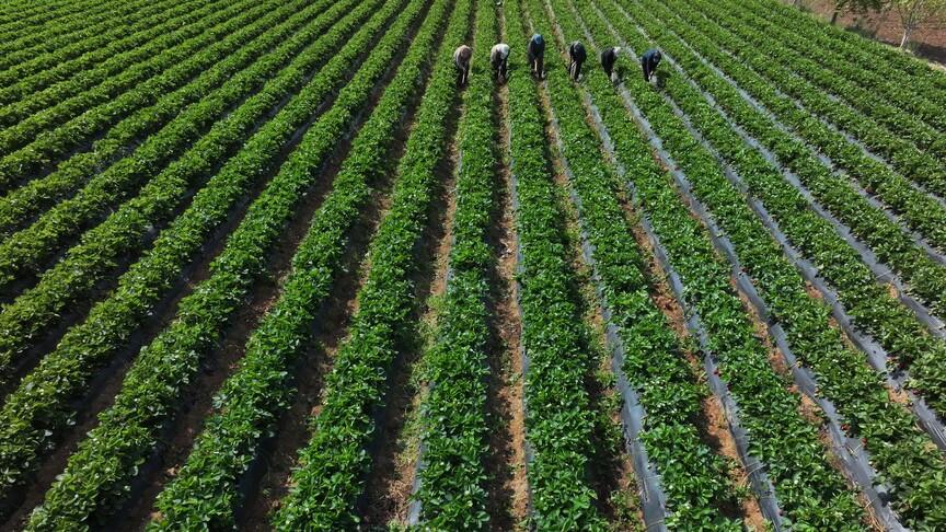Çiftçilere 110,5 milyon liralık tarımsal destek ödemesi yapıldı