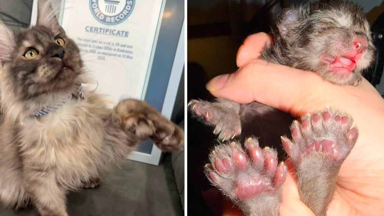 29 parmaklı kedi dünya rekorunu kırdı