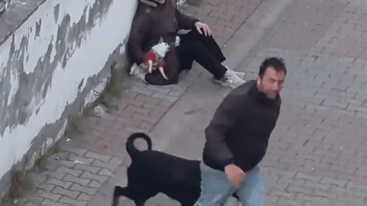 Ümraniye’de ağızlıksız gezdirilen rottweiler, küçük ırk köpeğe saldırdı