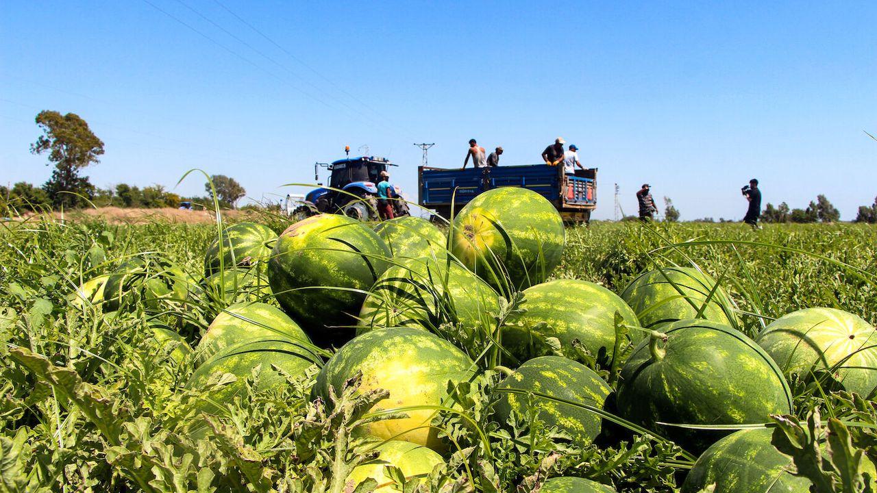 Adana’da karpuz hasadı sürüyor; kilosu 15 TL’ye kadar düştü