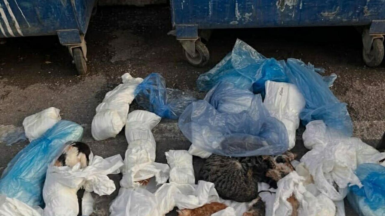 İzmir'de çöp konteynerinin önünde, poşetlerde 33 ölü kedi bulundu