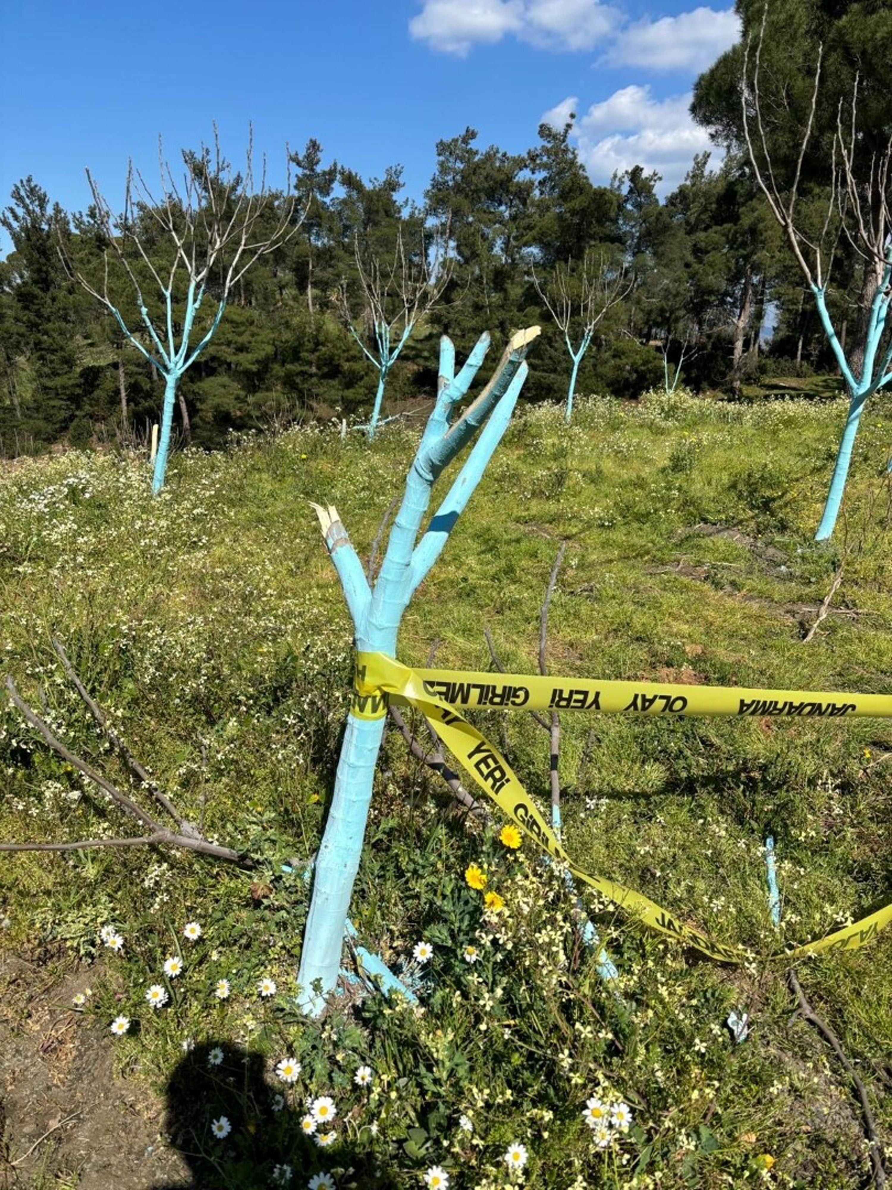 Aydın'da 700 incir ve zeytin ağacı kesildi
