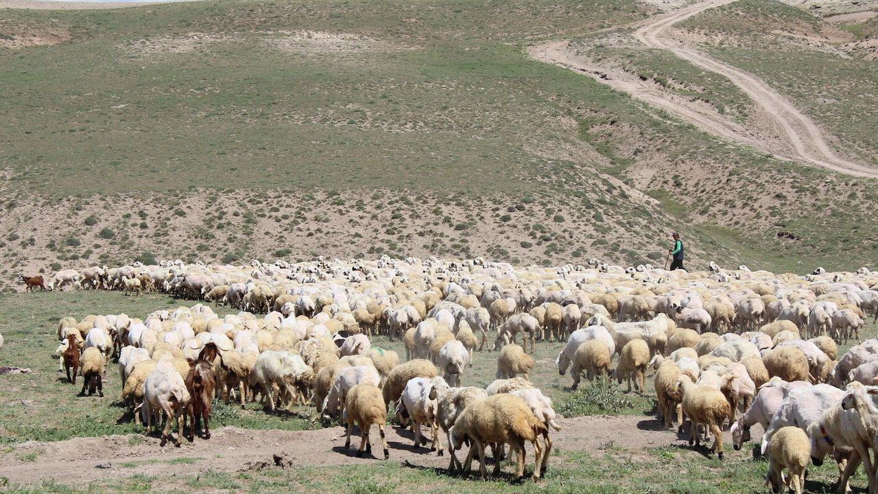 Aksaray’da ‘ithal çoban’ dönemi