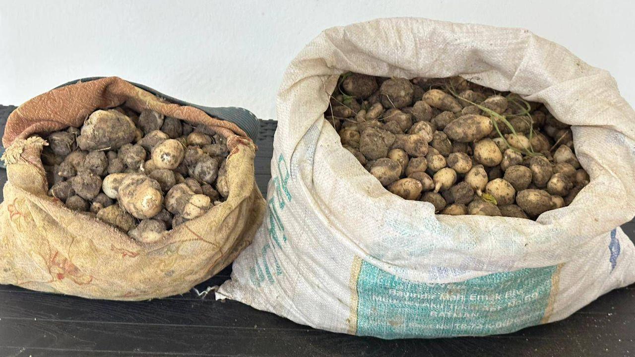 Tunceli’de izinsiz 31 kilo salep yumrusu toplayan 3 kişiye 2 milyon TL ceza
