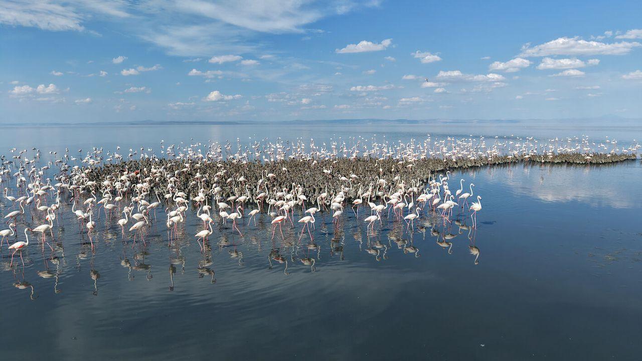 Tuz Gölü'nde 5 bin yavru flamingo kuluçkadan çıktı