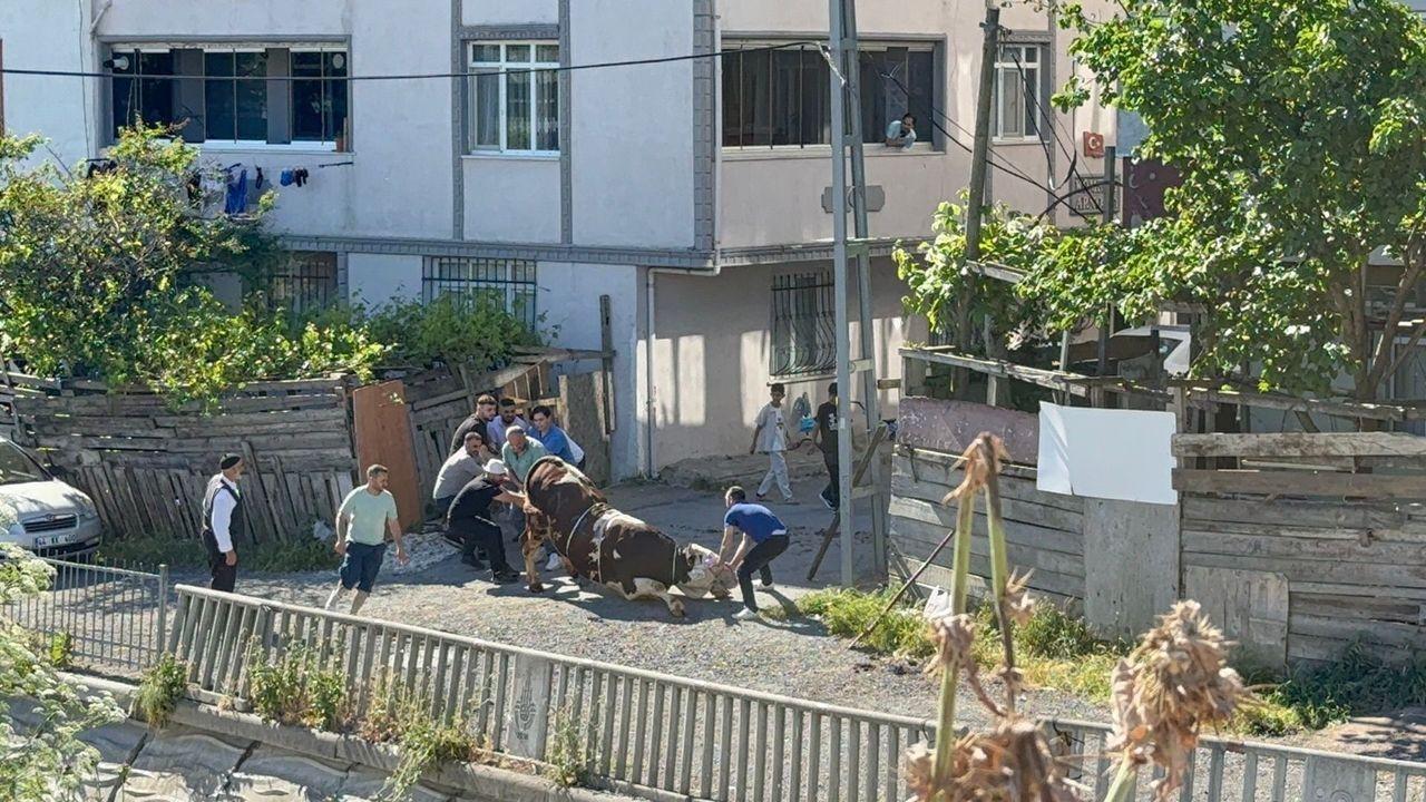 Esenyurt'ta kaçak kurban kesenlere ceza