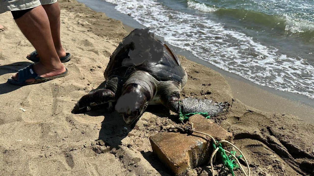 İzmir'de yüzgecine parke taşı bağlanmış ölü deniz kaplumbağası kıyıya vurdu