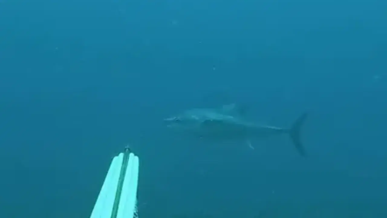 Gökçeada'da zıpkınla 1 metre 82 santim boyunda orkinos avladılar