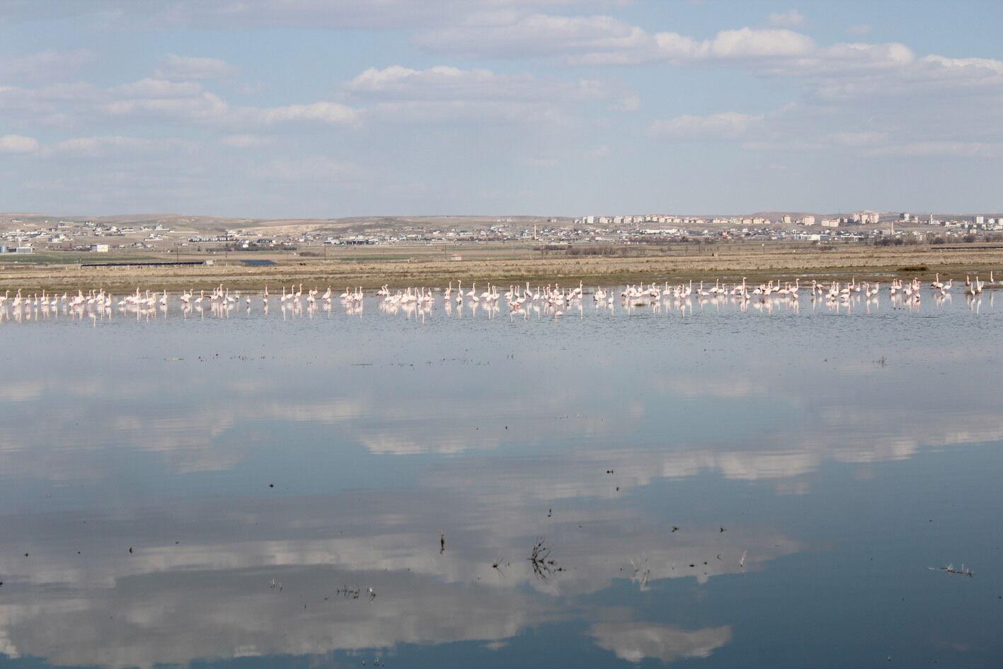 Flamingolar Tuz Gölü'ne gelmeye başladı