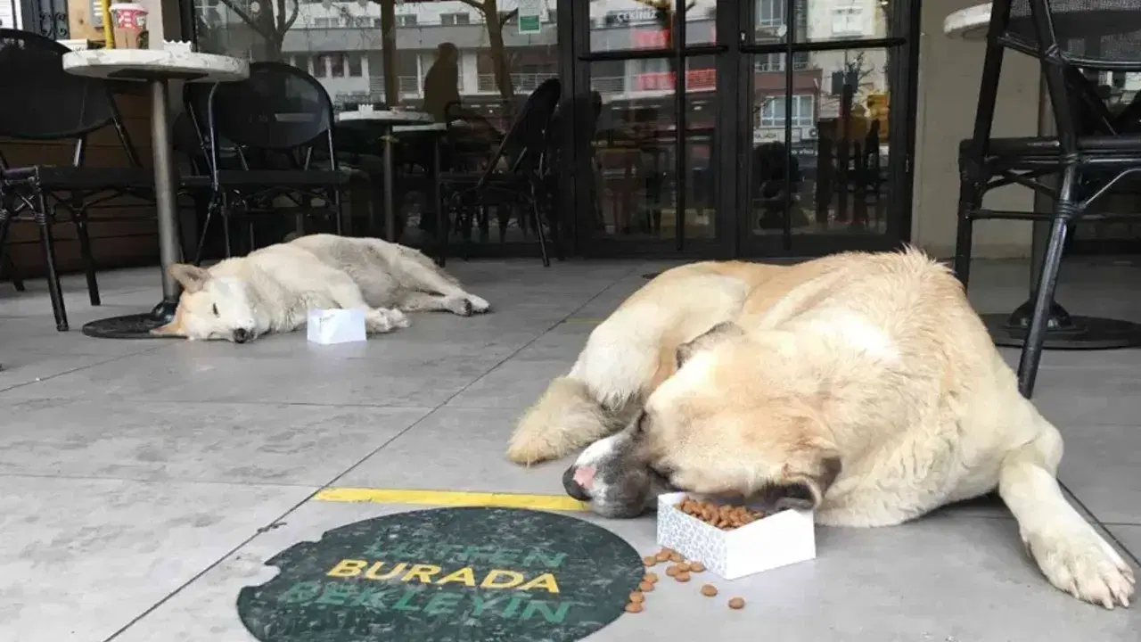Kafe ve restoranlara evcil hayvan girişi tamamen yasaklanıyor
