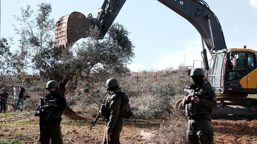 İsrail'in zeytin ağacı saldırıları hasat sezonunda rekor kırdı
