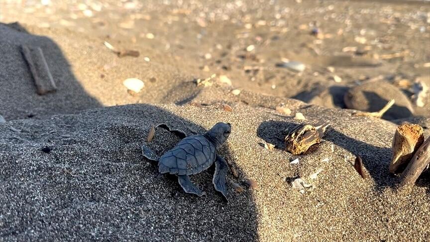 Mersin'de Yeşil Deniz Kaplumbağası Yavruları Denizle Buluştu