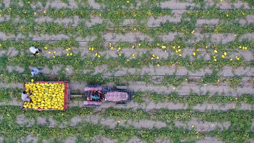688 milyon liralık tarımsal destek ödemesi bugün yapılacak