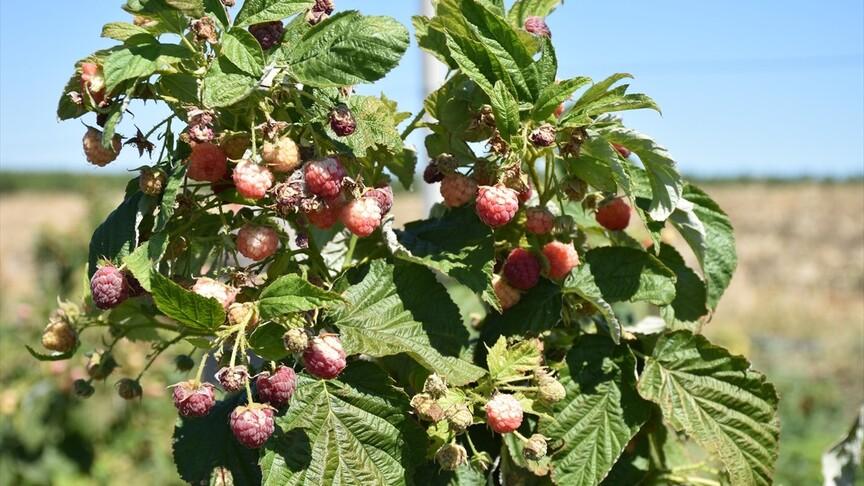 Edirne'de ahududu ve böğürtlen üretimi çiftçiye yeni gelir kapısı açtı