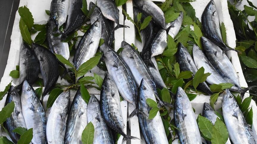 Ordu'da bol palamut avı tezgahları canlandırdı