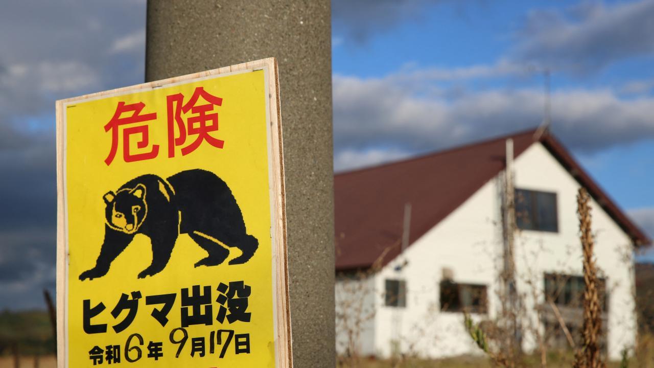 Japonya'da ayı saldırıları nedeniyle 14 binden fazla ayı itlaf edildi
