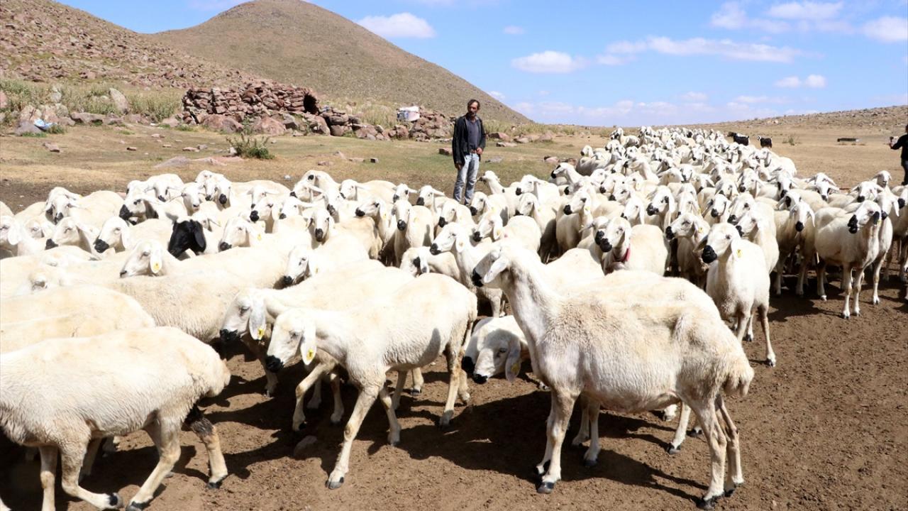Türkiye büyükbaş ve küçükbaş hayvan varlığında AB'yi geride bıraktı