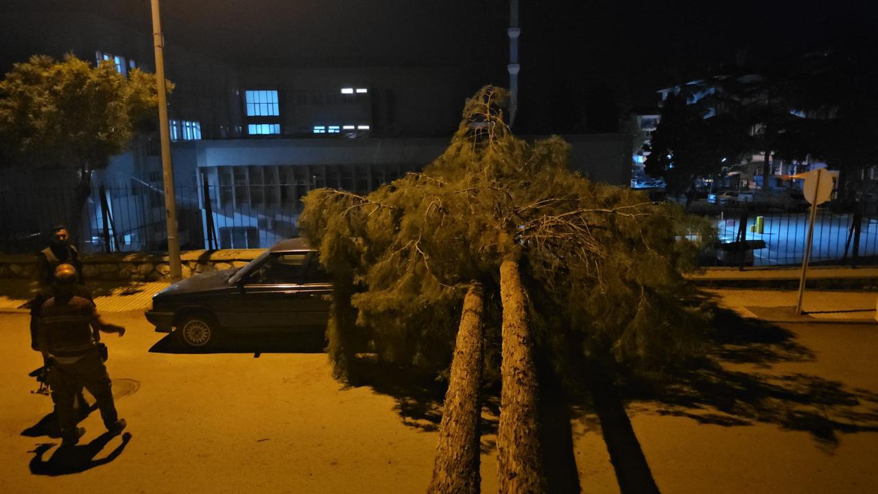 Çorum'da rüzgarla devrilen çam ağacı araçlara zarar verdi