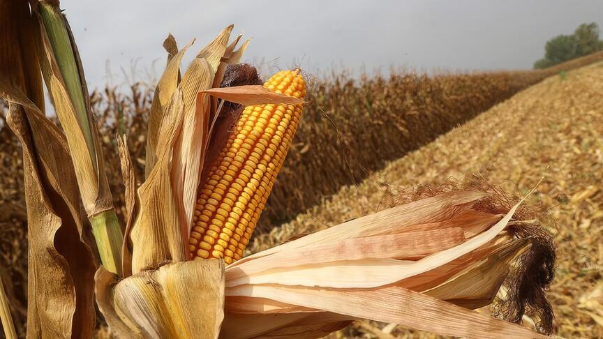 El Niño etkisi mısır fiyatlarını 3 yılın zirvesine taşıdı