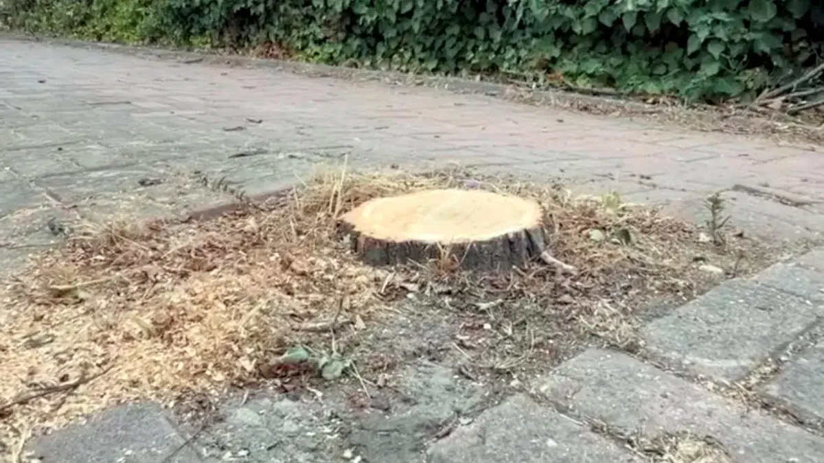 Beylikdüzü'nde sağlıklı ağaç kesimi tartışma yarattı
