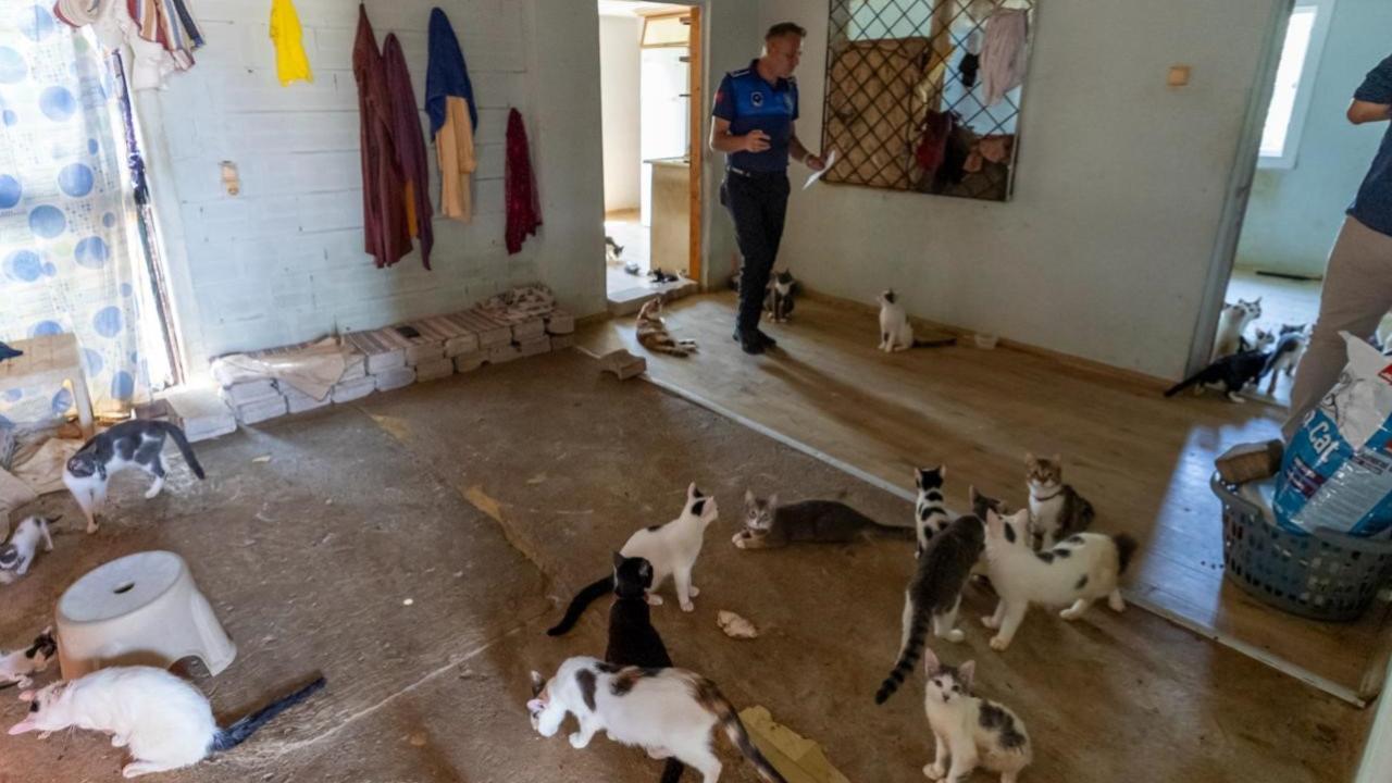 Mersin'de evden çıkan kötü koku 100 kedi çıkardı