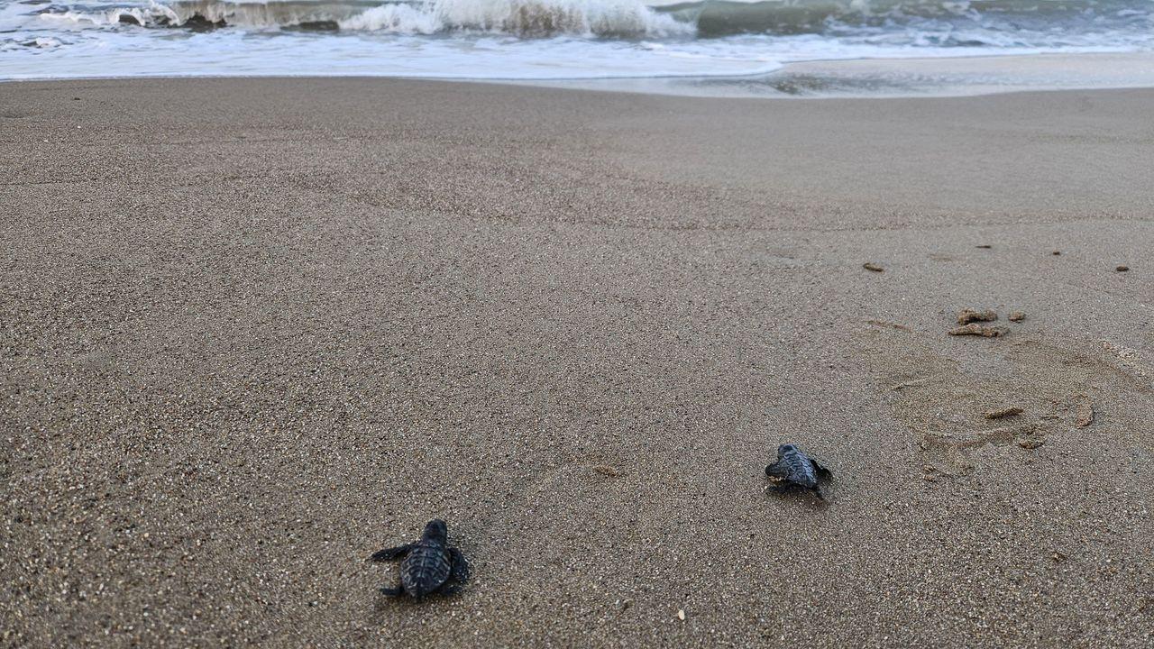 32 yıllık caretta mücadelesi; 1,5 milyon yavru denize ulaştı