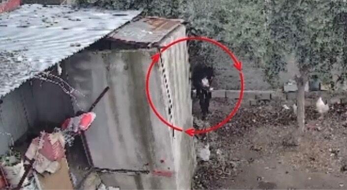 Osmaniye’de kümeslerden tavuk çalan şüpheli tutuklandı; hırsızlık anı kamerada