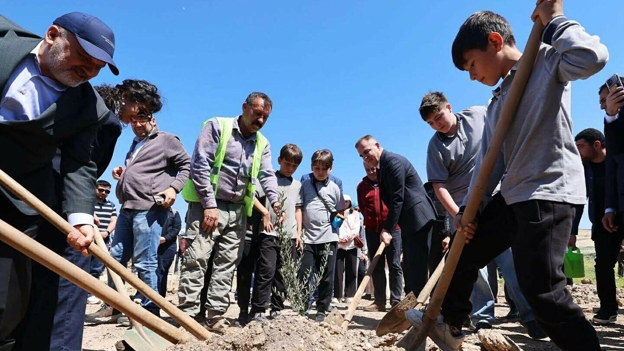 Taşınan her zeytin ağacı için yeni bir fidan: Milas'ta 4 bin fidan toprakla buluştu